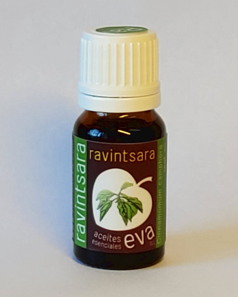 Ravintsara. Essential oil.