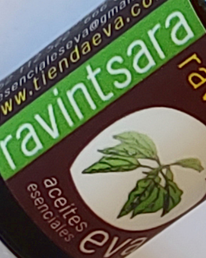 Ravintsara. Essential oil.